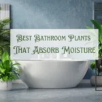 best-bathroom-plants-that-absorb-moisture-and-improves-air-quality