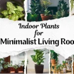 10 Best Indoor Plants for minimalist living room