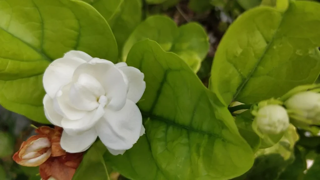 jasmine plant to add in bedroom for vastu