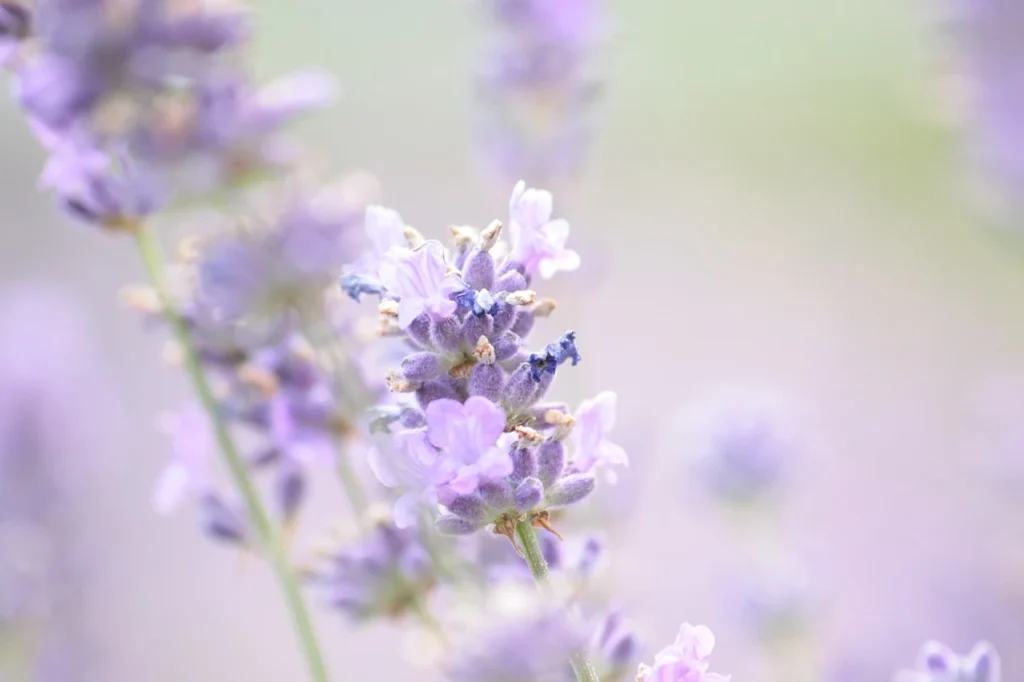 Lavender for the bedroom vastu