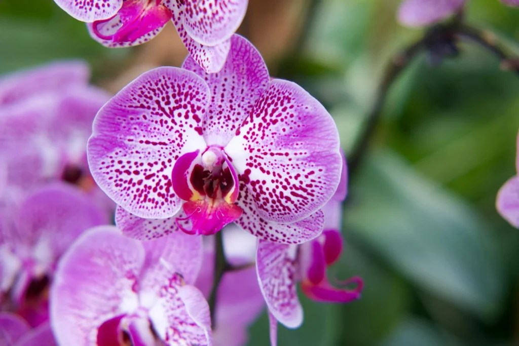 Orchids for the bedroom vastu 