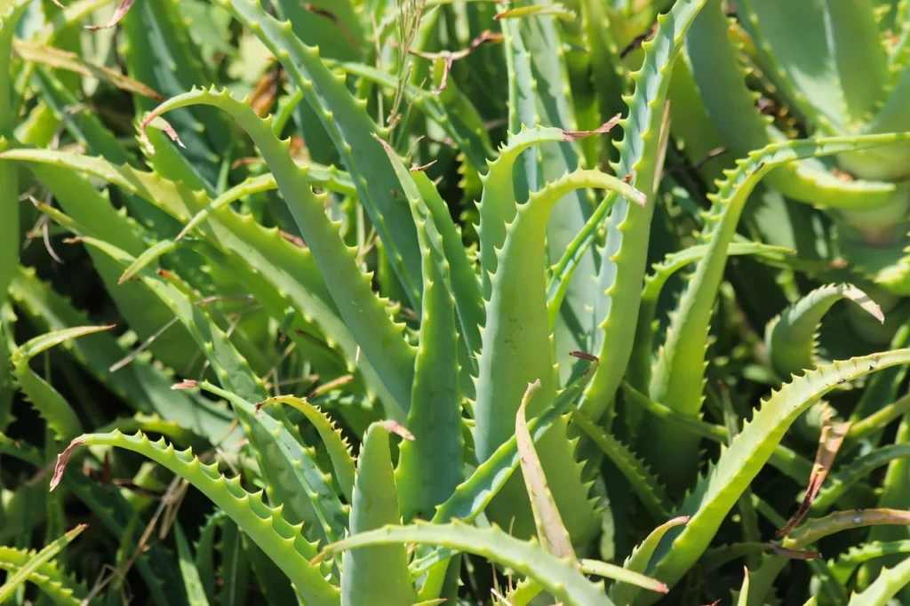 Aloe Vera indoor plant for bedroom vastu decoration