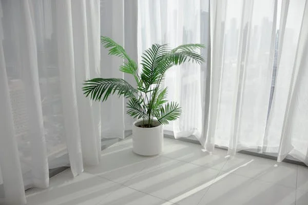 Areca palm for bedroom