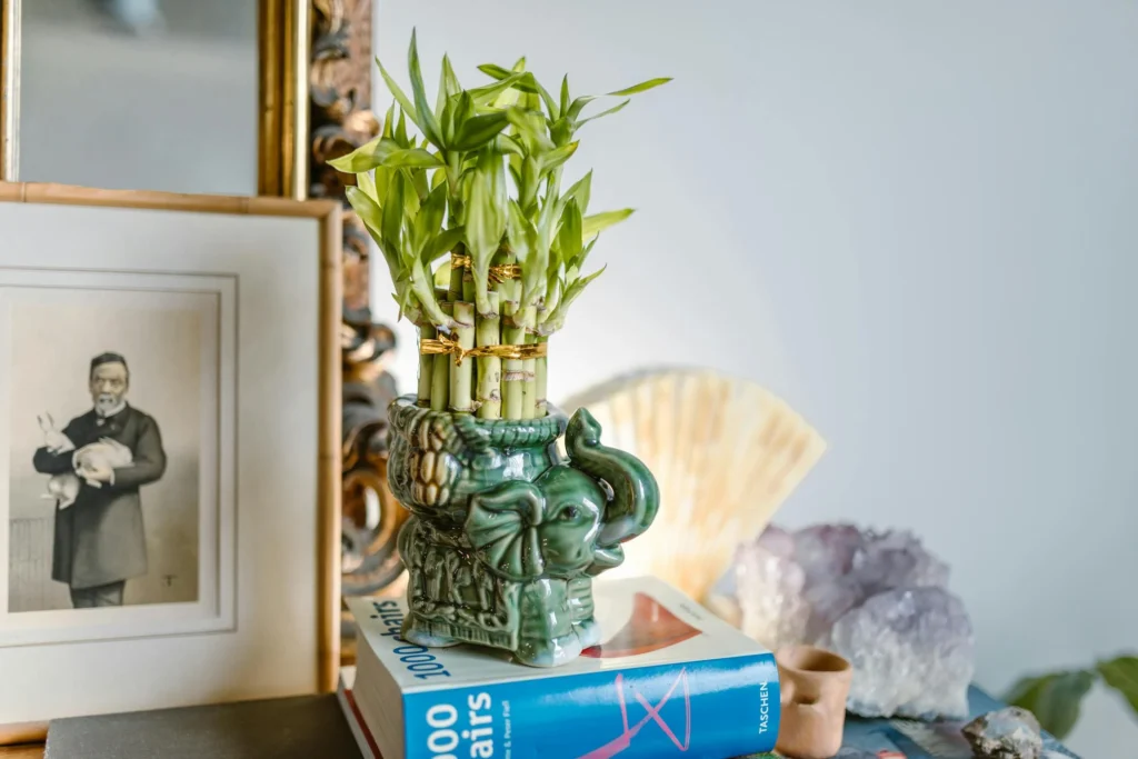 Lucky bamboo for bedroom to bring good luck