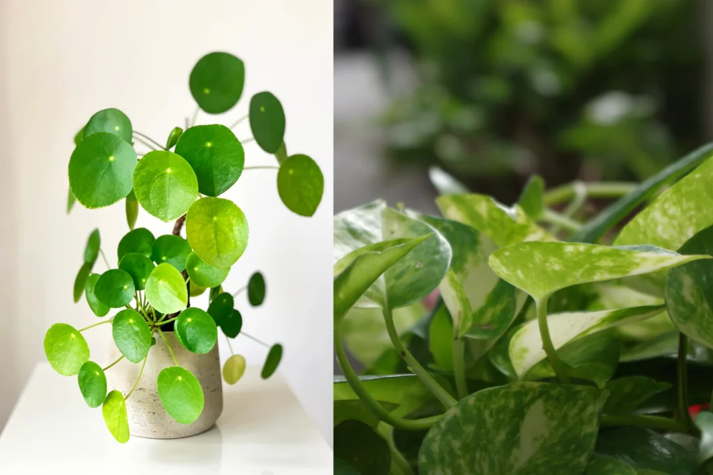 Money plant for bedroom vastu