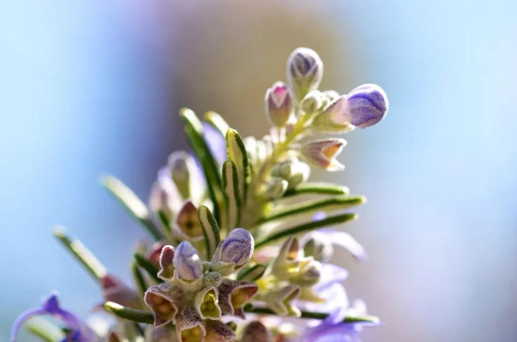 Rosemary in bedroom for Vastu and good luck