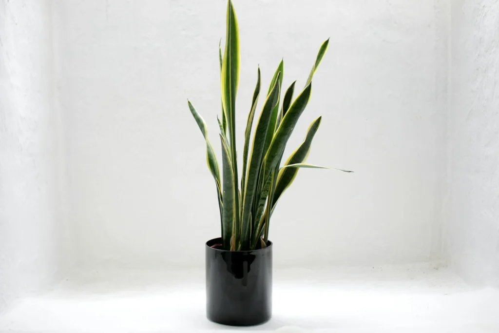 Snake Plant for bedroom Vastu